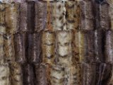 Minky Animal Print Fur - Exotic, faux fur fabric