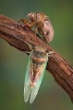 Cicada Protection - Nettings