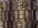 Wholesale Minky Animal Print Fur Fabric - Exotic - 12 yards