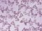 Imported French Terry Knit Fabric - Butterflies Lavender-Mauve