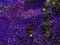 Mermaid Reversible Sequin Knit Fabric - Spot Purple with Matte Black