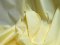 Broadcloth Fabric - Polyester-Cotton Blend - Maize