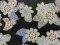 VF221-32 Mystique Antoni - Designer Combed Cotton Shirting Fabric with Mosaic Stylized Flowers