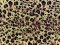 VF224-42 Treat Wildcat - Golden Animal Print Polyester Crepe Georgette Fabric