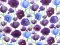 VF231-45 Intrigue Lawn - Purple and Blue Poppies on a Lightweight Cotton Fabric