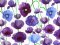 VF231-45 Intrigue Lawn - Purple and Blue Poppies on a Lightweight Cotton Fabric