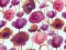 VF233-13 Diverse Primavera - Floral Print on Aqua Cotton Lawn Fabric