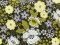 VF233-46 Climate Garden - Yellow and White Flowers Tossed on a Black Cotton Broadcloth Fabric