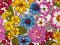 VF254-13 Build Bouquet - Bright Floral DTY Knit Fabric